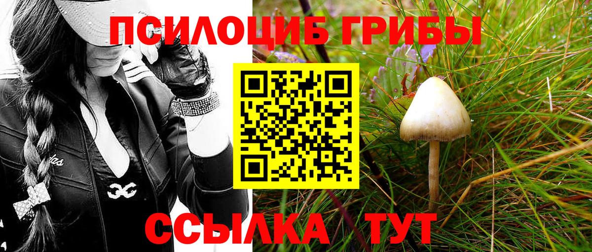 дарнет шоп  Вход с VPN  Карачаевск  Псилоцибиновые грибы Psilocybine cubensis 